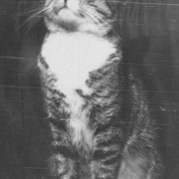 Laimīgais Alekša ielas 5 – 2 iedzīvotājs Bundiņš