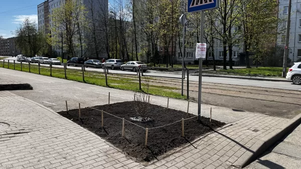 Koku apdobju iekopšana 2024