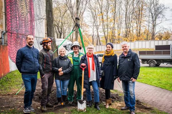 Laimes koka stādīšana 2020